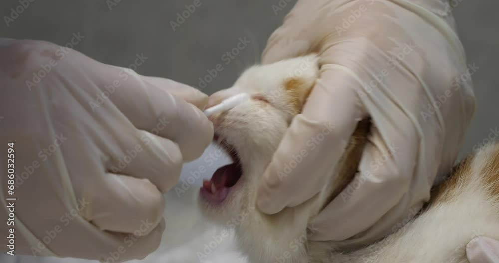 A veterinarian wearing gloves uses a cotton swab to take a sample of a