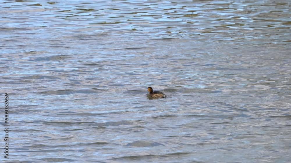 Little Grebe in natural ambient (Tachybaptus ruficollis) - (4K) Little Grebe in natural ambient (Tachybaptus ruficollis) - (4K)