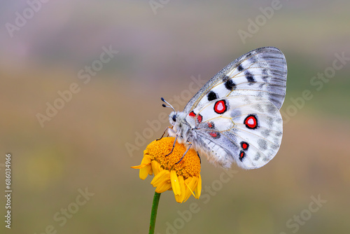 Obraz na płótnie Female Apollo Butterfly, Parnassius apollo
