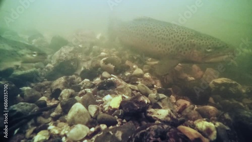 Sea trout, also called Sea run brown trout (lat.: Salmo trutta trutta) migrated to a small river for spawning  photo