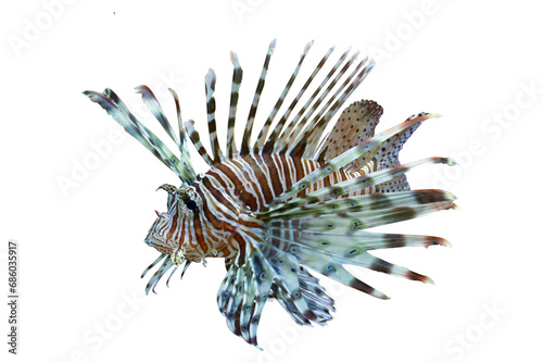 Beautiful dwarf lionfish on isolated background, Dwarf lionfish closeup white background