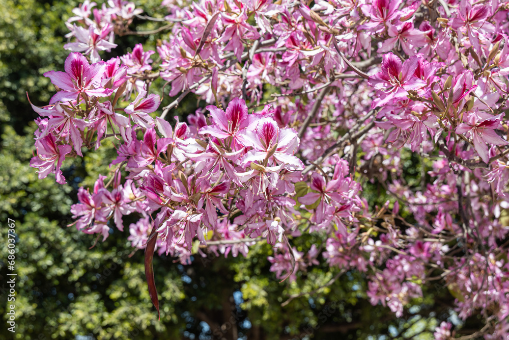 Twigs of orchid tree with young green leaves and pink flowers on a blue background in spring in a park