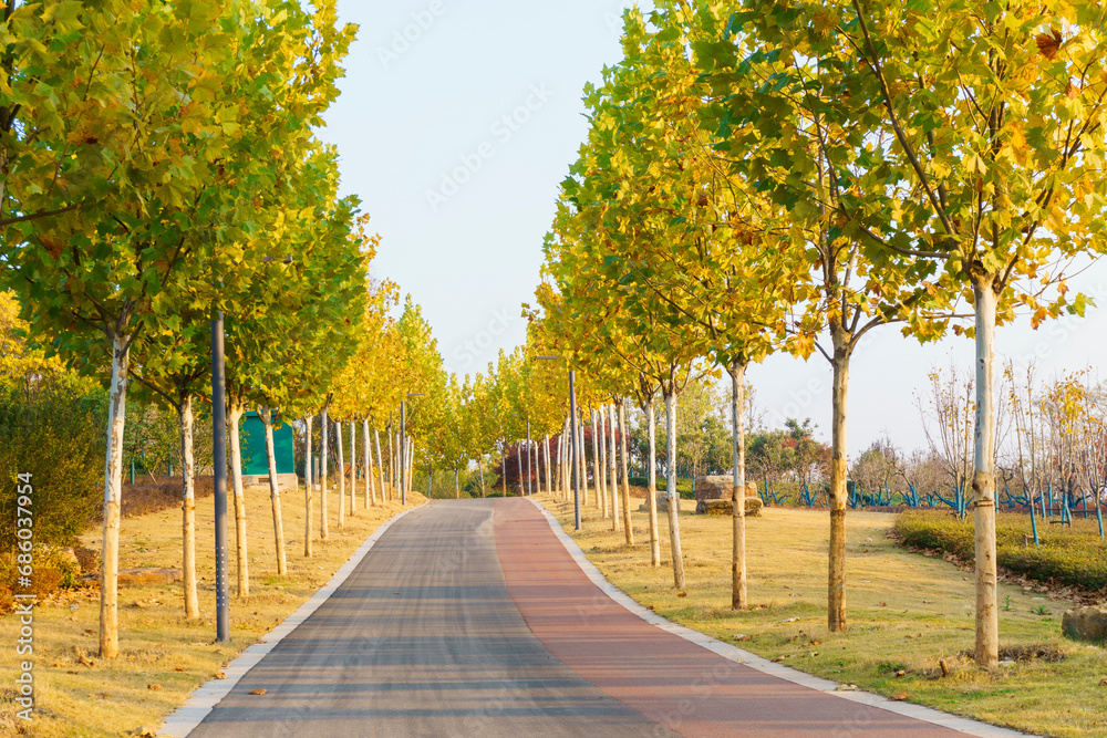 Naklejka premium Autumn Buttonwood landscape Avenue