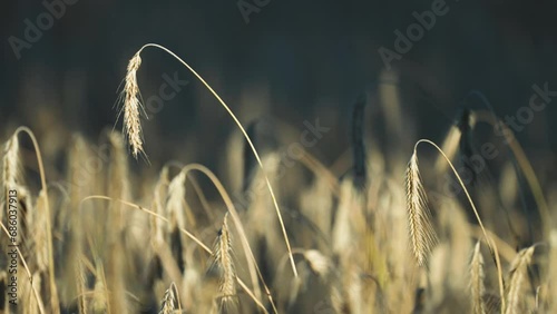 Golden-yellow ripe ears of wheat in the farmfield. Close-up parallax video. Bokeh background. photo
