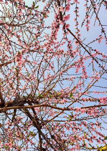 Cherry blossom during post winter season at Parkha Village looks mesmerizing in East Sikkim. Usually, cherry blooms pre winter and post winter season in Eastern Himalayas including Sikkim.