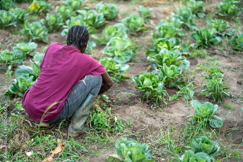 Bild auf Leinwand landscape view of black farmer in a  leaf crop farm in africa- unidentified youn