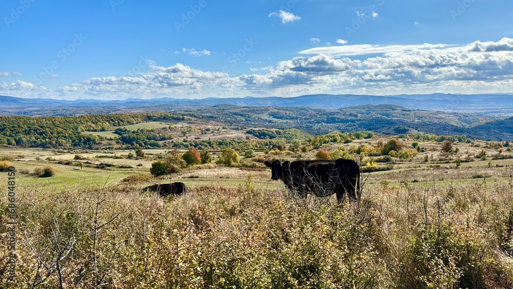 Obraz premium cows in the field
