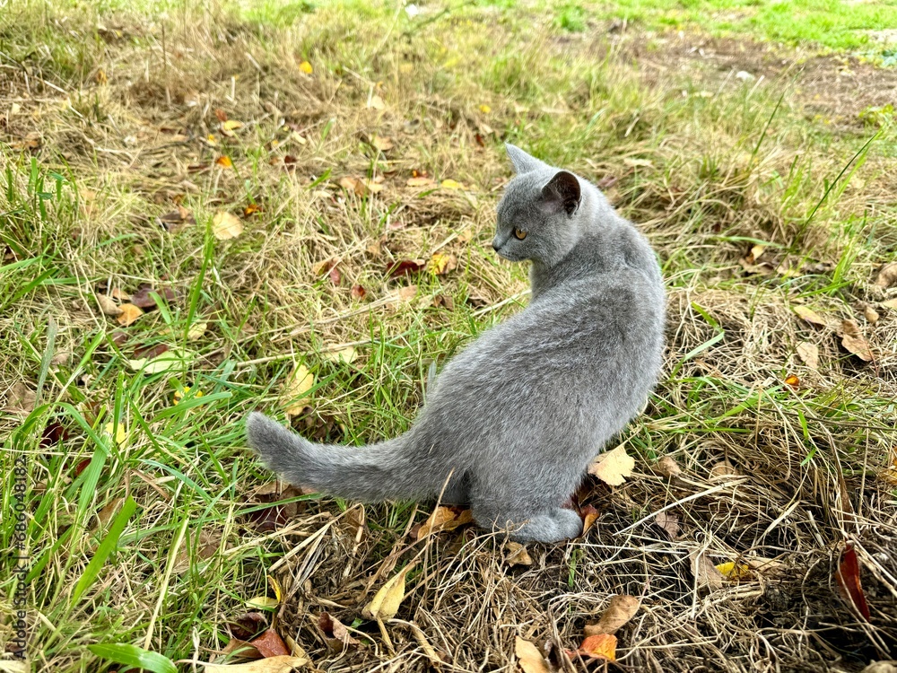 Naklejka premium young cat