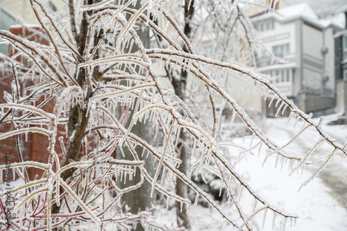 Branches covered with a crust of ice after icy rain. Natural disaster.