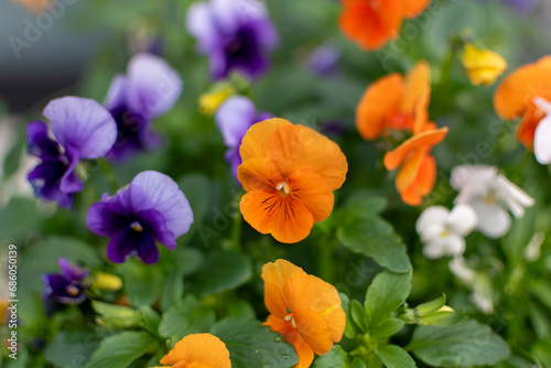colorful pansy flowers in a garden, Spring flowers in nature.Viola tricolor 