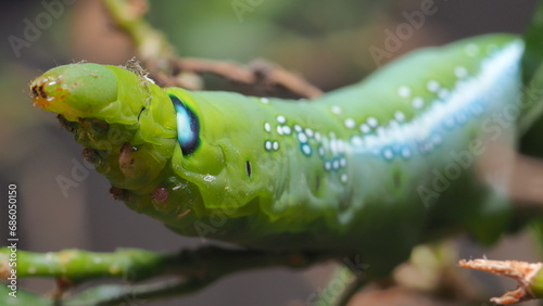 caterpillar on a leaf © Dayzero