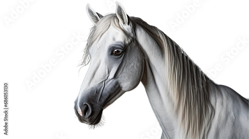 White horse face. Isolated on Transparent background.