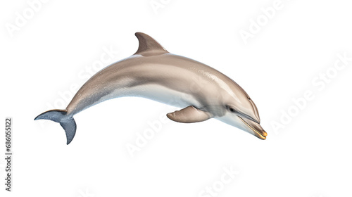 Dolphin. Isolated on Transparent background.	