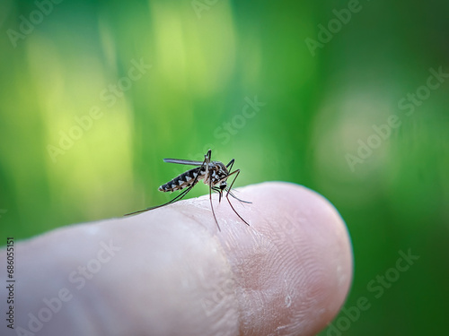 Aedes aegypti mosquito. Mosquitoes can transmit diseases to humans. Close up of mosquito. © Indriyan Saputra