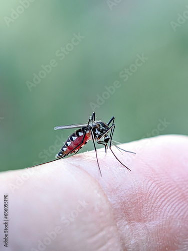 Mosquitoes are sucking blood. Mosquitoes can transmit several dangerous diseases.