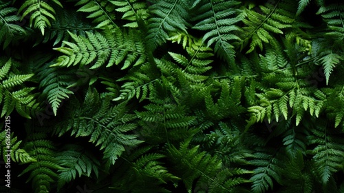 Green Leaf Ferns Texture Background  HD  Background Wallpaper  Desktop Wallpaper 