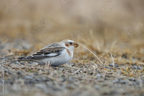 Snow bunting (Plectrophenax nivalis) is a passerine bird in the family Calcariidae. It is an Arctic specialist, with a circumpolar Arctic breeding range throughout the northern hemisphere. 
