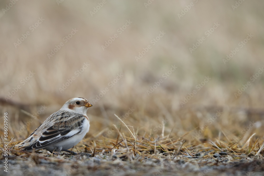 Snow bunting (Plectrophenax nivalis) is a passerine bird in the family Calcariidae. It is an Arctic specialist, with a circumpolar Arctic breeding range throughout the northern hemisphere. 