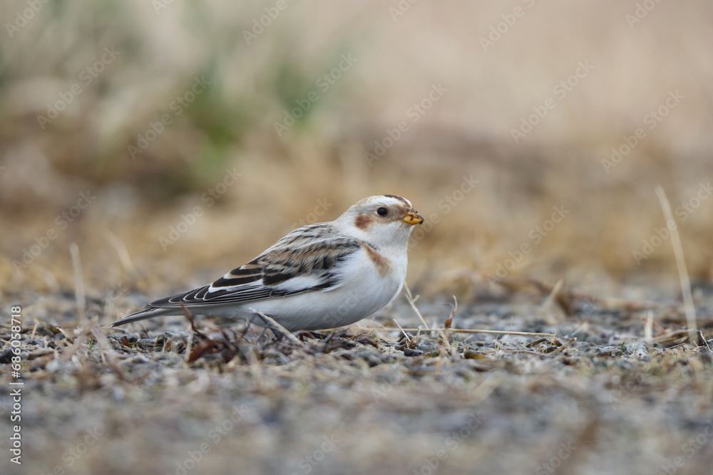 Snow bunting (Plectrophenax nivalis) is a passerine bird in the family Calcariidae. It is an Arctic specialist, with a circumpolar Arctic breeding range throughout the northern hemisphere. Snow bunting (Plectrophenax nivalis) is a passerine bird in the family Calcariidae. It is an Arctic specialist, with a circumpolar Arctic breeding range throughout the northern hemisphere.