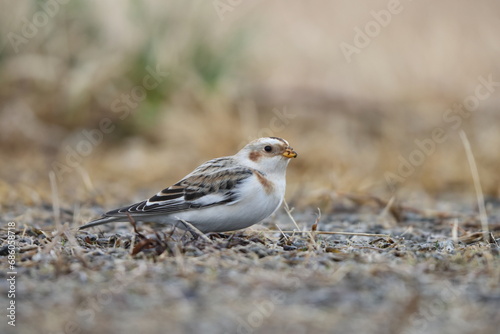 Snow bunting (Plectrophenax nivalis) is a passerine bird in the family Calcariidae. It is an Arctic specialist, with a circumpolar Arctic breeding range throughout the northern hemisphere. 