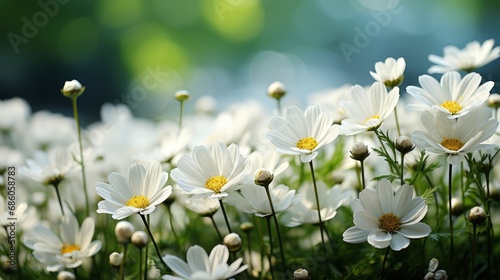 Group White Flower Planting Garden, HD, Background Wallpaper, Desktop Wallpaper 