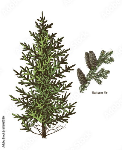 Balsam fir tree hand drawn vector