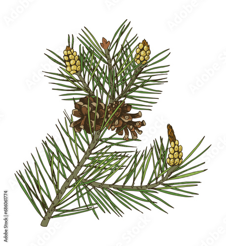 Scots pine tree branch vector