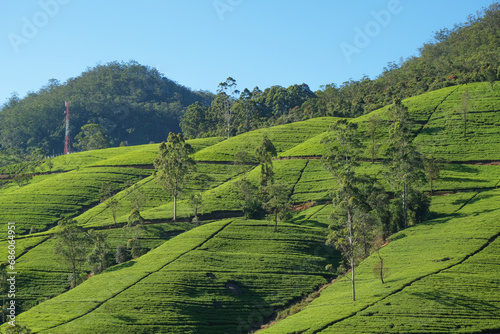 View of tea plantations in the mountains