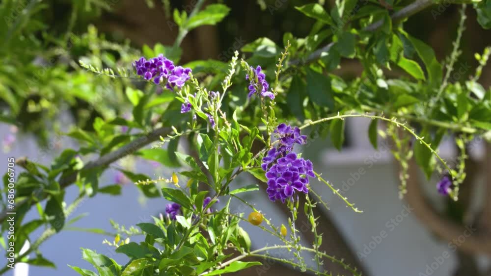The blooming golden dewdrops with their many purple tubular flowers. Close-up shot. The blooming golden dewdrops with their many purple tubular flowers. Close-up shot.