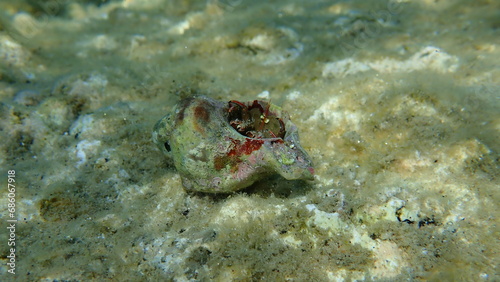 Banded murex (Hexaplex trunculus) shell with Mediterranean rocky shore hermit crab (Clibanarius erythropus) undersea, Aegean Sea, Greece, Halkidiki photo