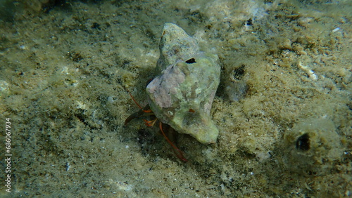 Banded murex  Hexaplex trunculus  shell with Mediterranean rocky shore hermit crab  Clibanarius erythropus  undersea  Aegean Sea  Greece  Halkidiki