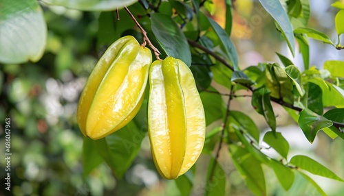 Carambola fruit hanging on the tree in the garden