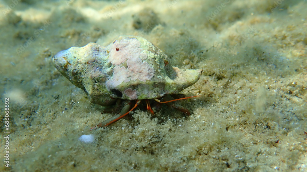 Banded murex (Hexaplex trunculus) shell with Mediterranean rocky shore hermit crab (Clibanarius erythropus) undersea, Aegean Sea, Greece, Halkidiki
