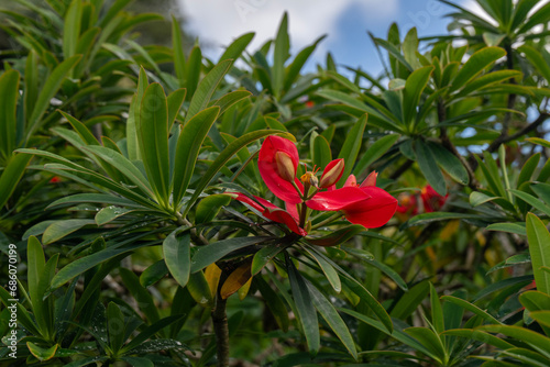 Close up of the bright red flower of a Jamaican Poinsettia scientific name Euphorbia punicea in Kauai, Hawaii, United States.
 photo