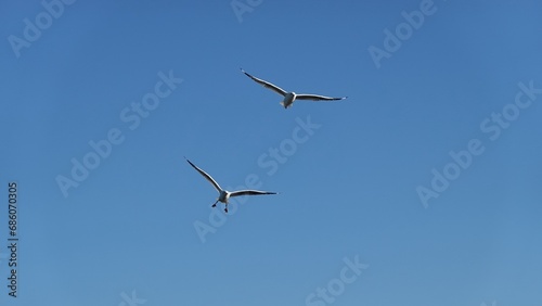 Seagulls flying in the blue sky background.