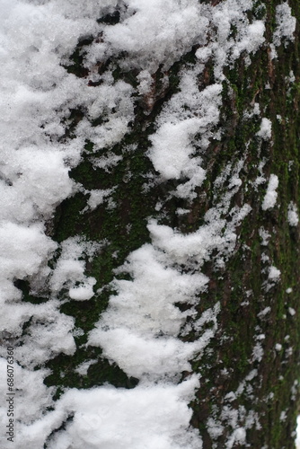 Snow and moss on bark of Norway maple tree in November