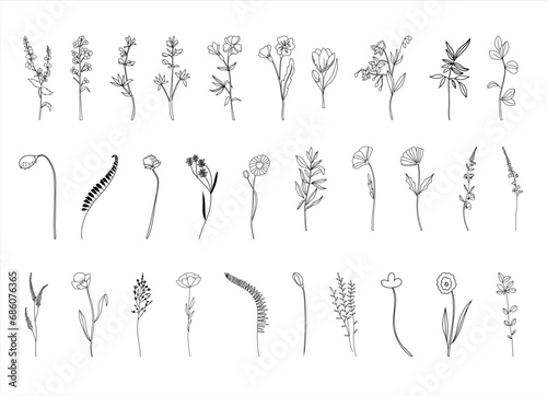 Botanical abstract line arts, wildflowers line art drawing, hand drawn herbs, flowers and branches, vector illustration