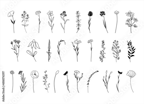 Botanical abstract line arts, wildflowers line art drawing, hand drawn herbs, flowers and branches, vector illustration