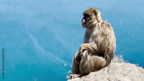 Barbary Macaque sitting on The Rock of Gibraltar