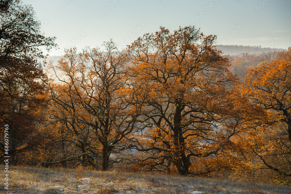 Fototapeta premium trees in the autumn