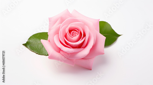 Pink rose