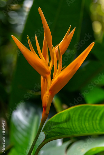 Close up of the orange flower called Parrot's Beak, Parakeet Flower and Parrot's Flower scientific name Heliconia psittacorum in Kauai, Hawaii, United States. 