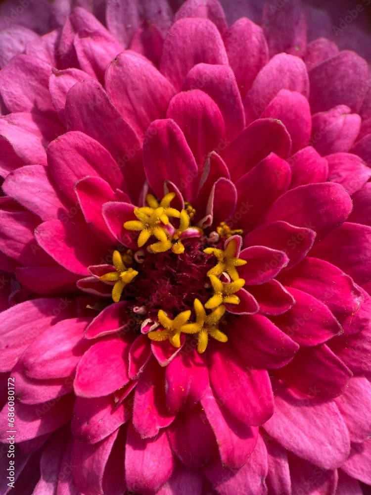Magenta Zinnia elegans