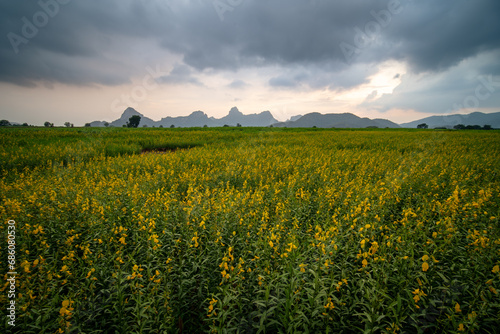 yellow flower field with mountain as background and dramatic sky in Lopburi province Thailand