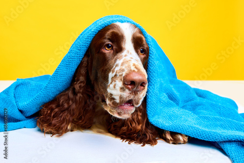 Adorable dog, purebred English springer spaniel lying in towel after bathing, relaxing over yellow studio background. Pamper time. Concept of domestic animal, care, vet, health, grooming, animal life photo