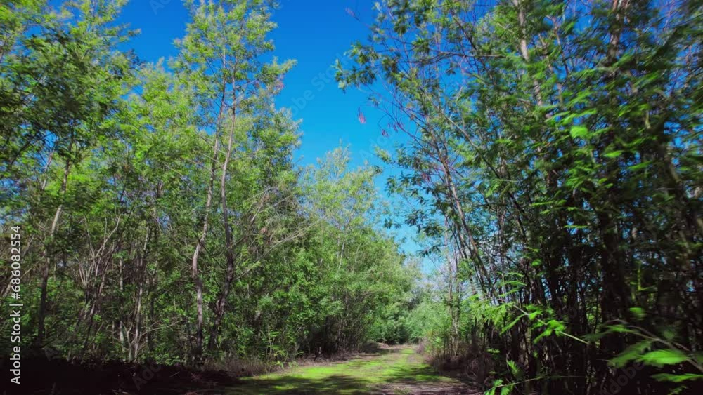 Moving backwards through a wooden road, tilting up Moving backwards through a wooden road, tilting up