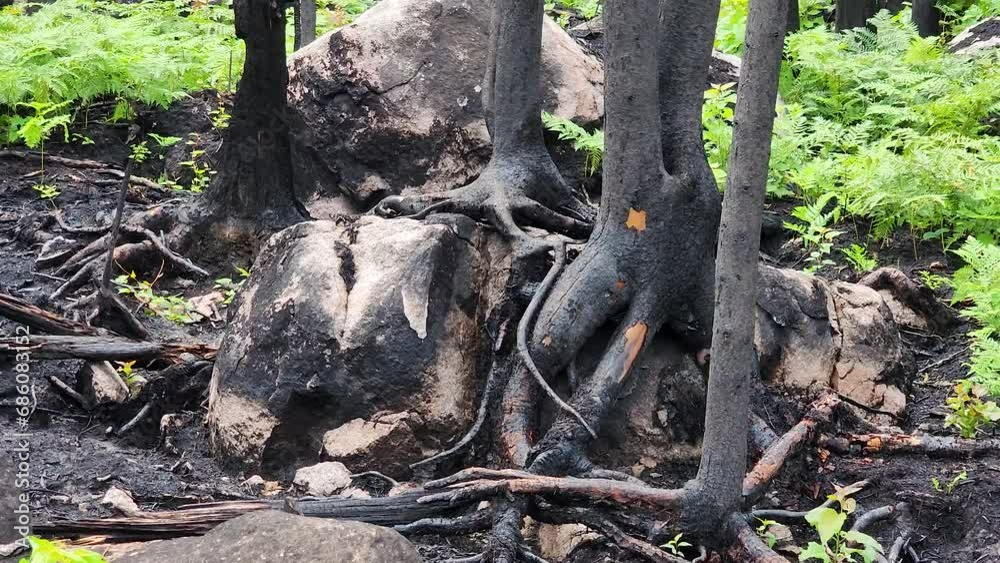 Panning to the left showing the forest undergrowth with the evidence of a wildfire as charred trees, roots, and rocks reveal such tragedy, Sudbury, Ontario, Canada. Panning to the left showing the forest undergrowth with the evidence of a wildfire as charred trees, roots, and rocks reveal such tragedy, Sudbury, Ontario, Canada.