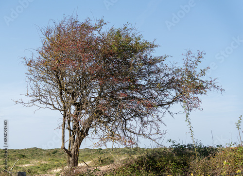 paysage avec un arbre solitaire balayer par le vent en bord de mer.