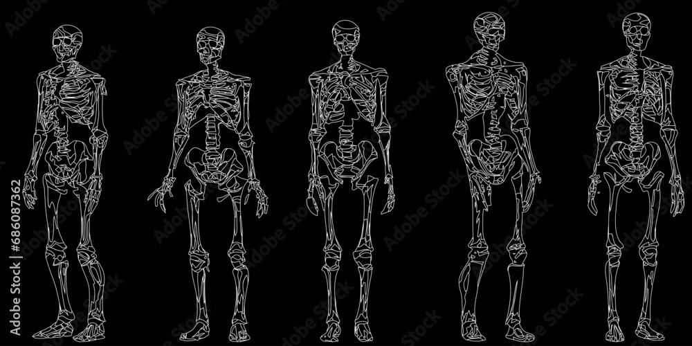squelettes humains Illustration vectorielle dans différentes poses. Parfait pour les conceptions éducatives, médicales, d’Halloween ou anatomiques. Structure osseuse détaillée de haute qualité compren - obrazy, fototapety, plakaty 