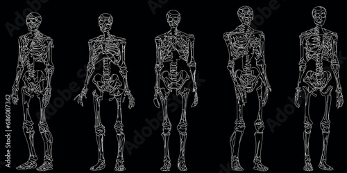 squelettes humains Illustration vectorielle dans différentes poses. Parfait pour les conceptions éducatives, médicales, d’Halloween ou anatomiques. Structure osseuse détaillée de haute qualité compren photo